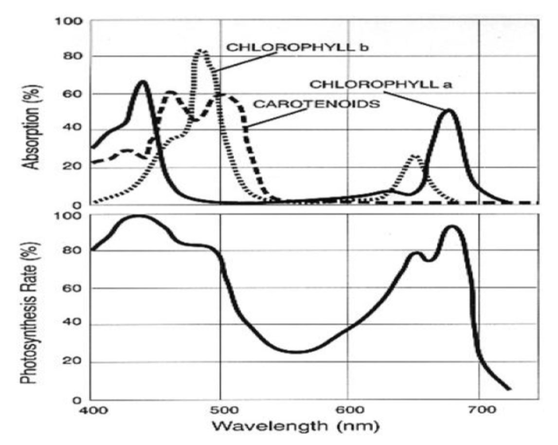 Chlorophyll