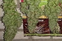 1,25 gram per Watt, op 12/12 vanaf de start! 1,25 gram per Watt, op 12/12 vanaf de start!